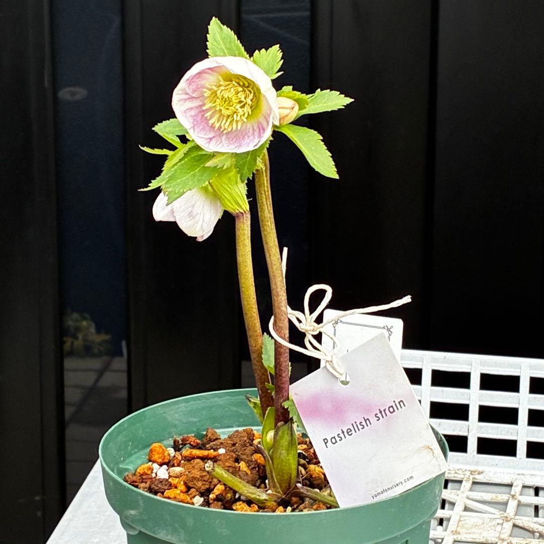 か*み様 3560☘️蕾花タグ付き☘️パステリッシュストレイン⭐️小輪⭐️優しい