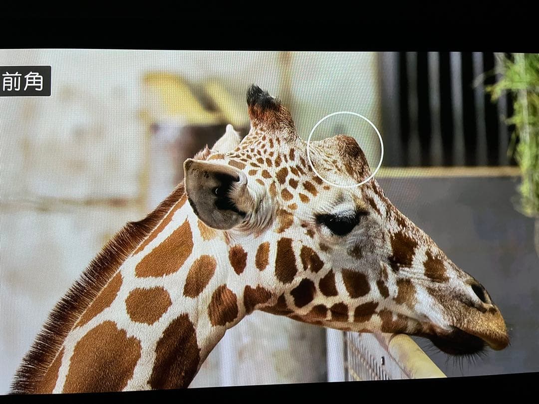 パナソニック　プラズマテレビ　VIERA TH-P42V1 [42インチ]