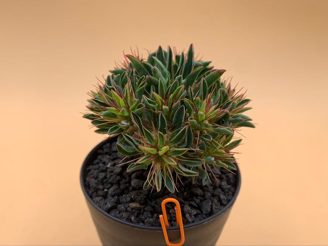 ユーフォルビア ギラウミニアナ 実生株 eg85 【鉢ごとメルカリ便】