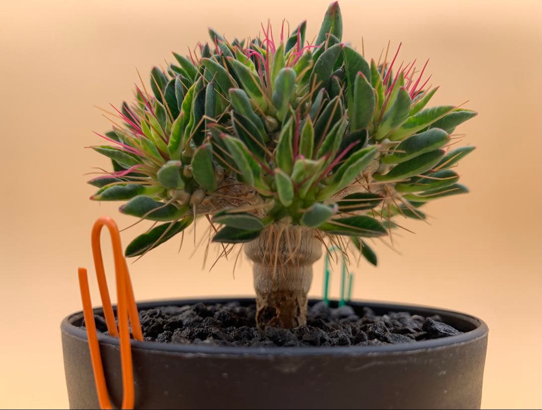 ユーフォルビア ギラウミニアナ 実生株 eg85 【鉢ごとメルカリ便】