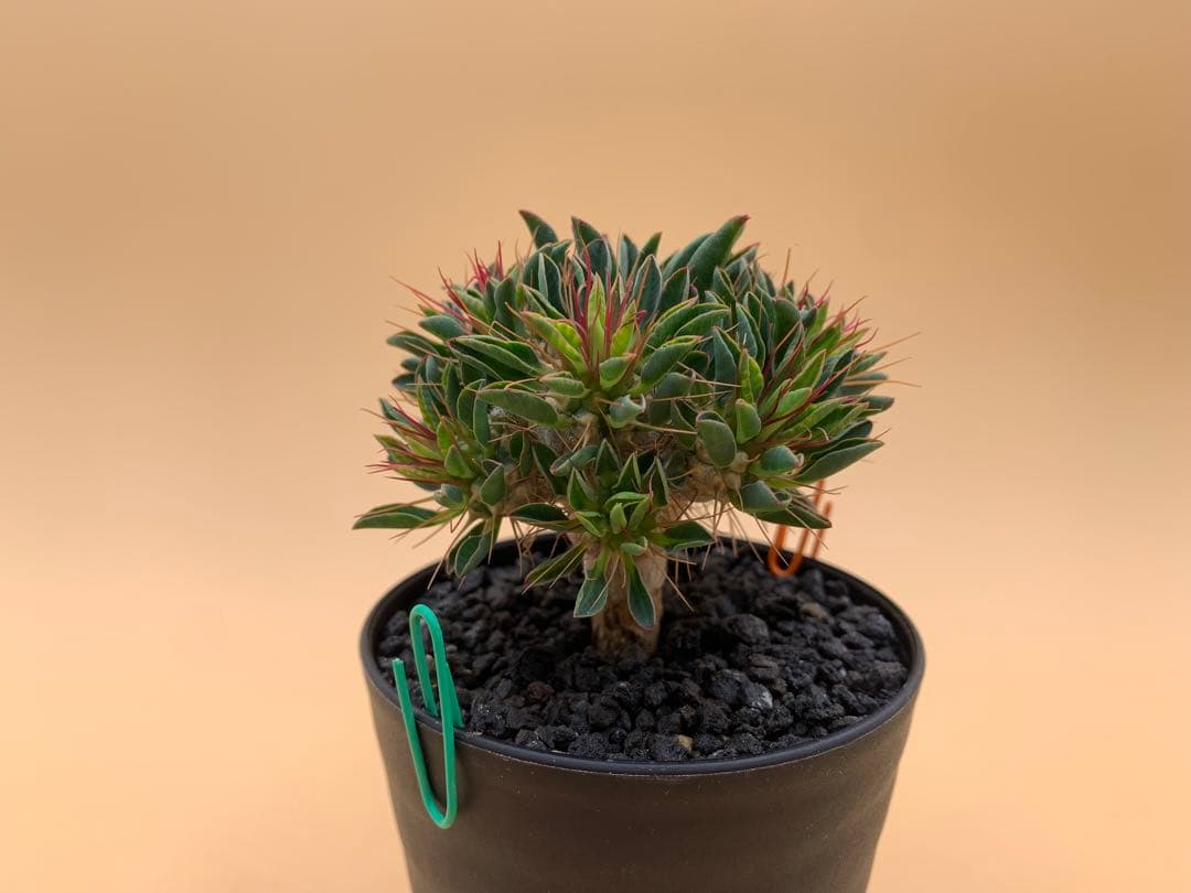 ユーフォルビア ギラウミニアナ 実生株 eg85 【鉢ごとメルカリ便】