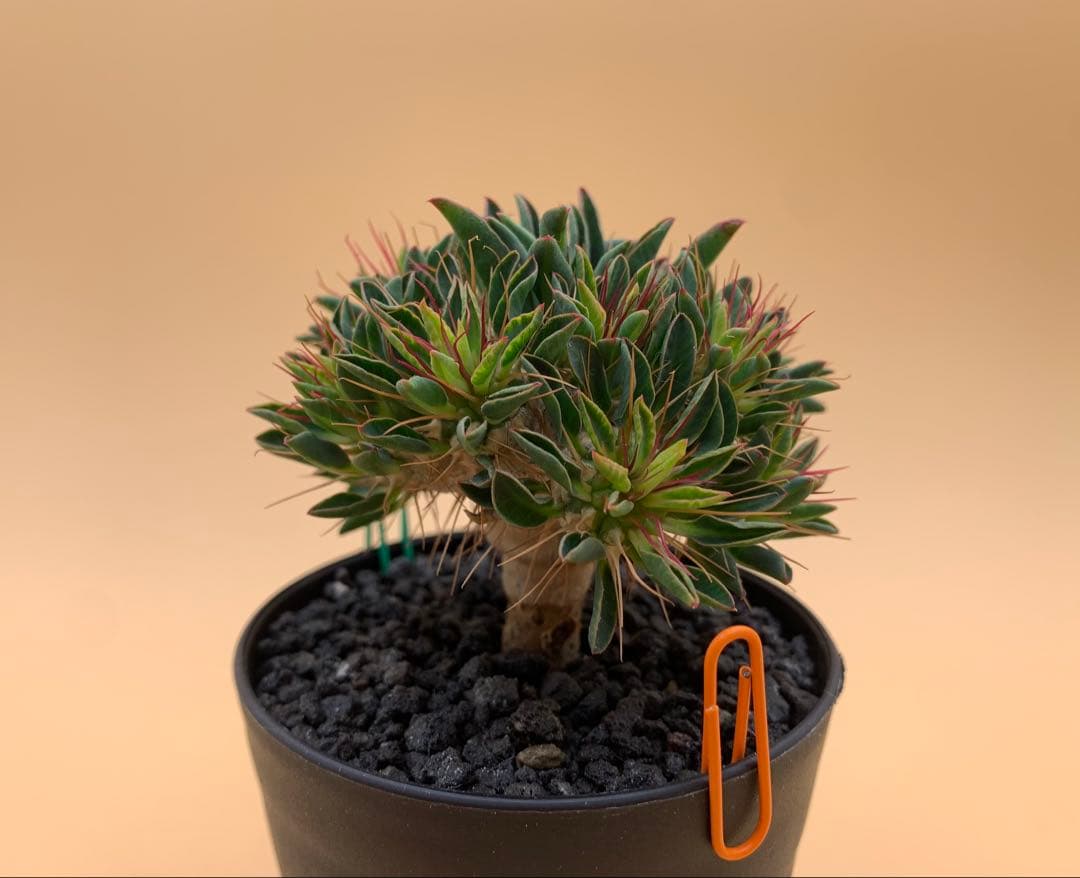 ユーフォルビア ギラウミニアナ 実生株 eg85 【鉢ごとメルカリ便】