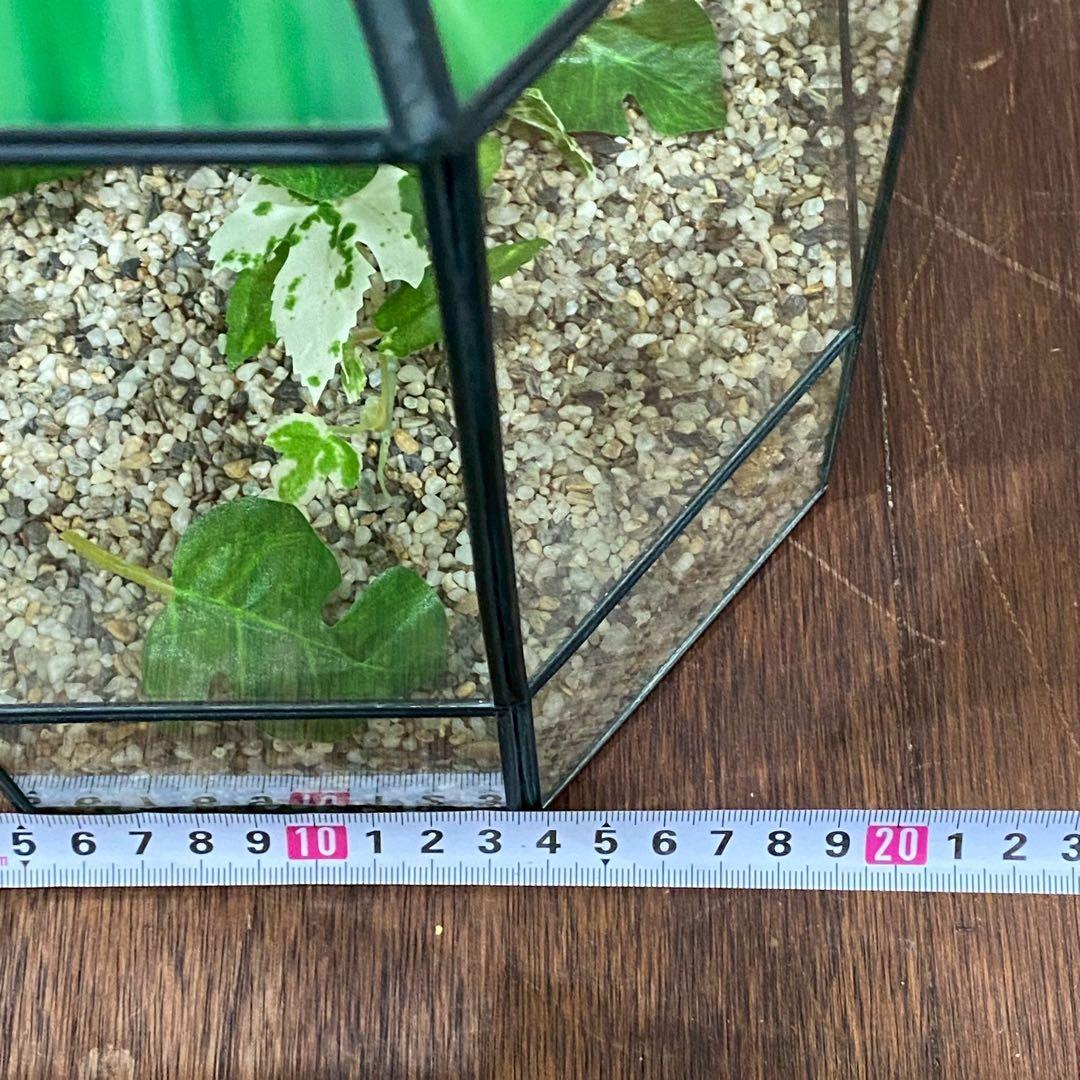 テラリウム ワーディアンケース ステンドグラス 八角形 インテリア 置物 風水