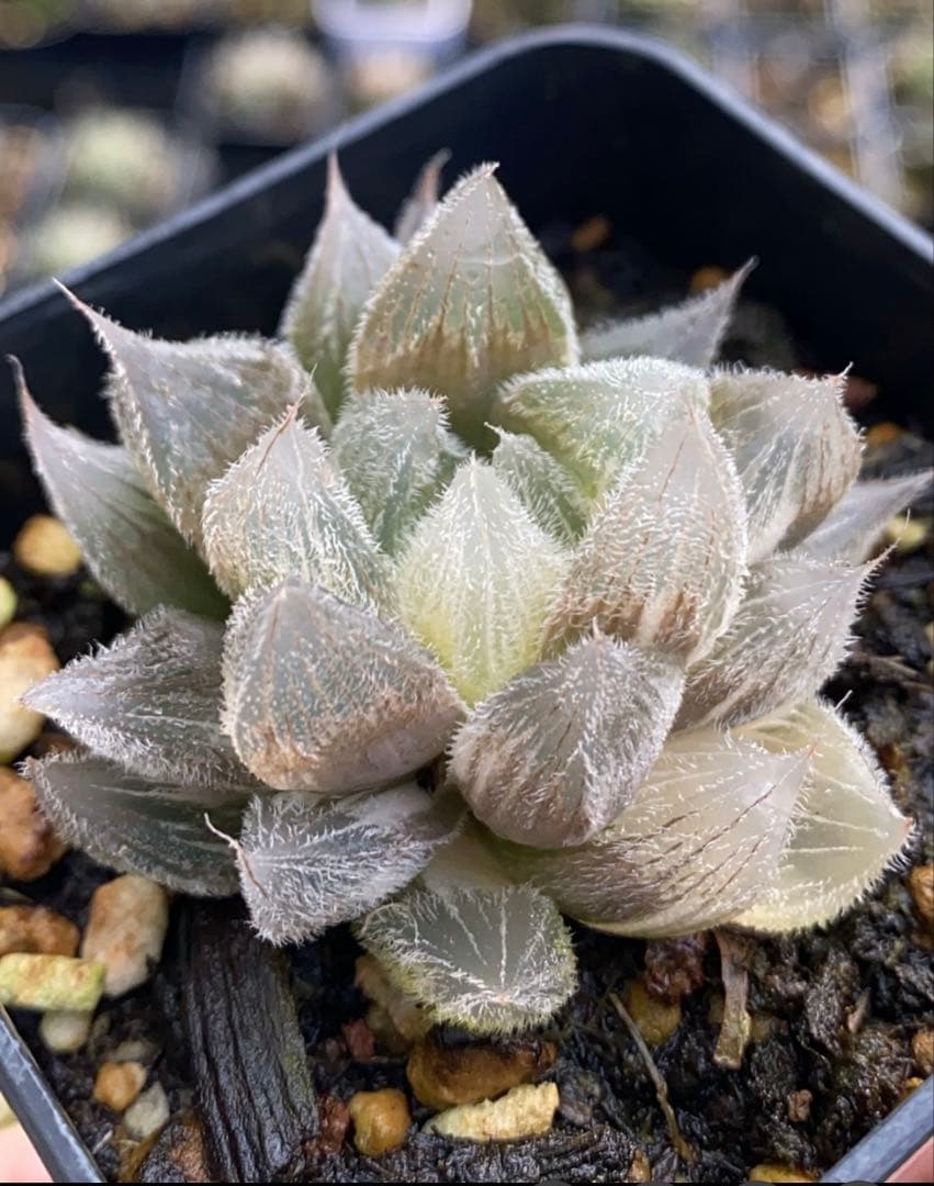 小*判様 多肉植物　ハオルチア　白狐伝錦　極上斑