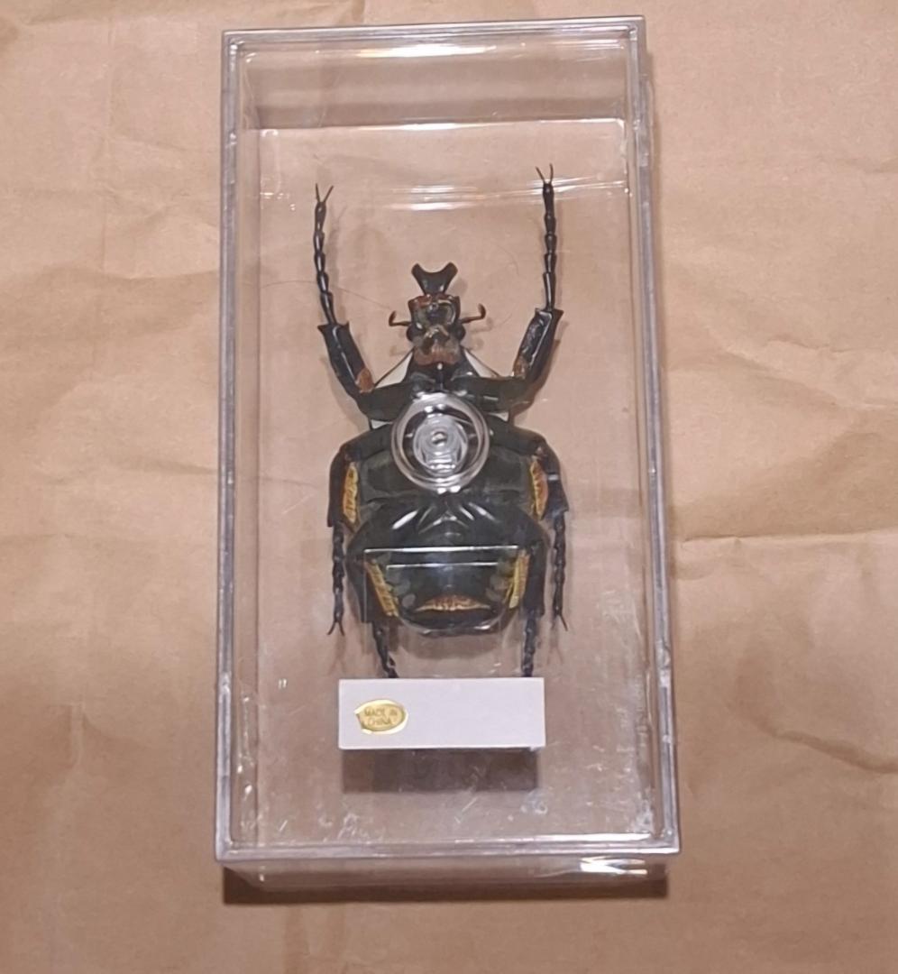 シラフオオツノハナムグリ　レプリカ標本