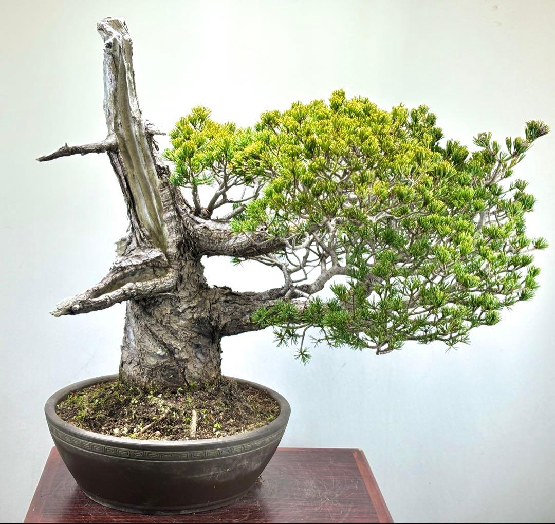 【九重】五葉松　盆栽