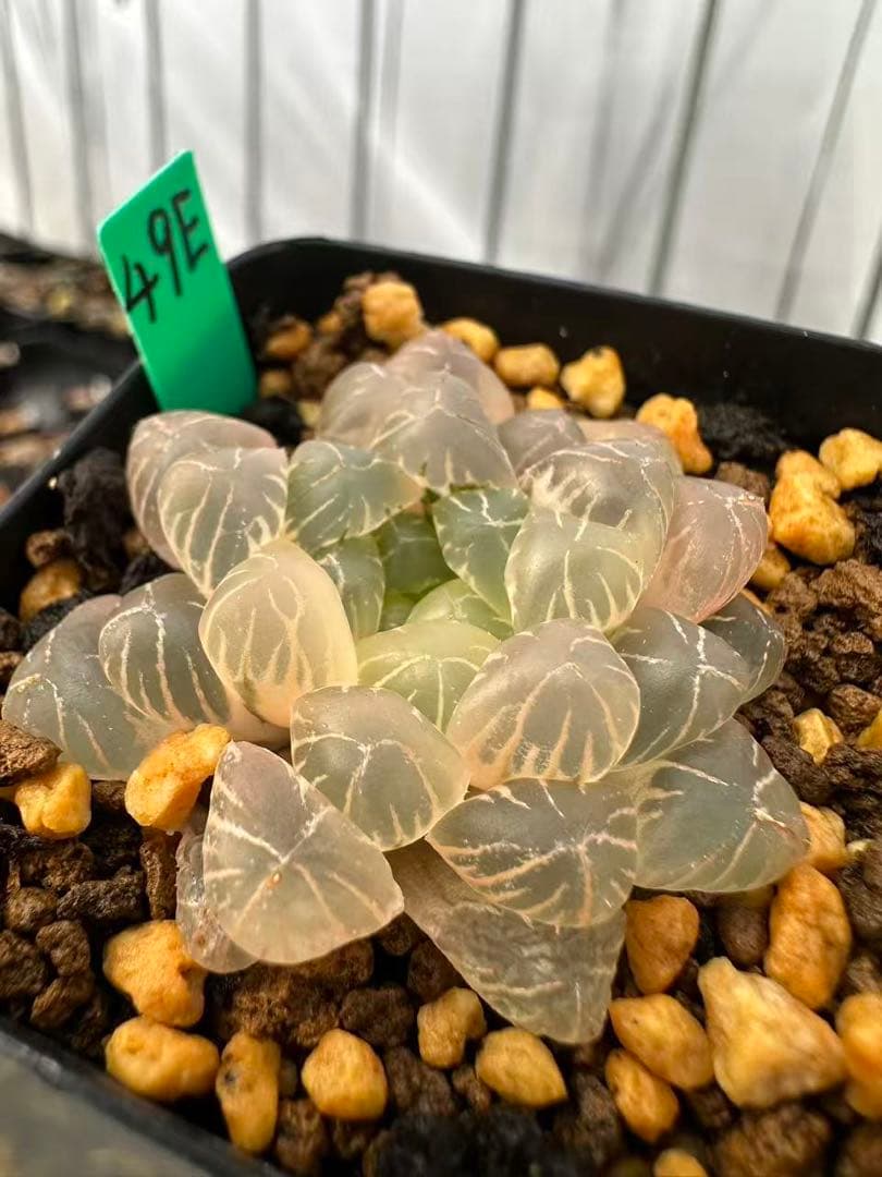 49E 多肉植物 ハオルチア 姫オブツーサ錦糊斑