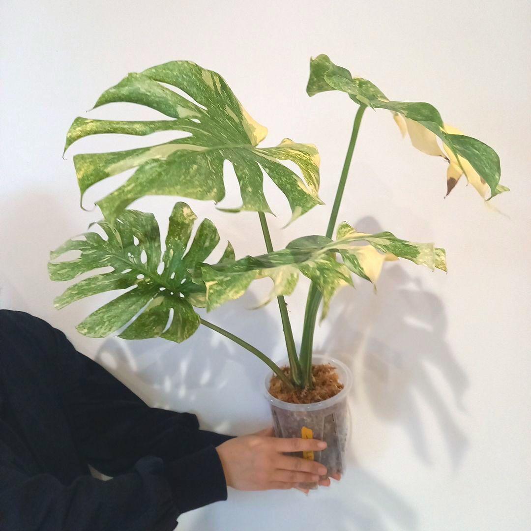 超絶希少 モンステラ デリシオーサ グリーンスノー