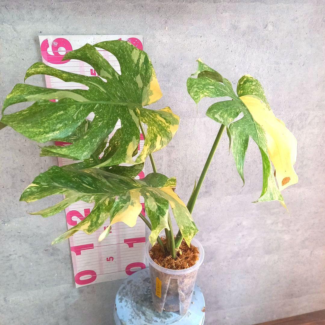 超絶希少 モンステラ デリシオーサ グリーンスノー