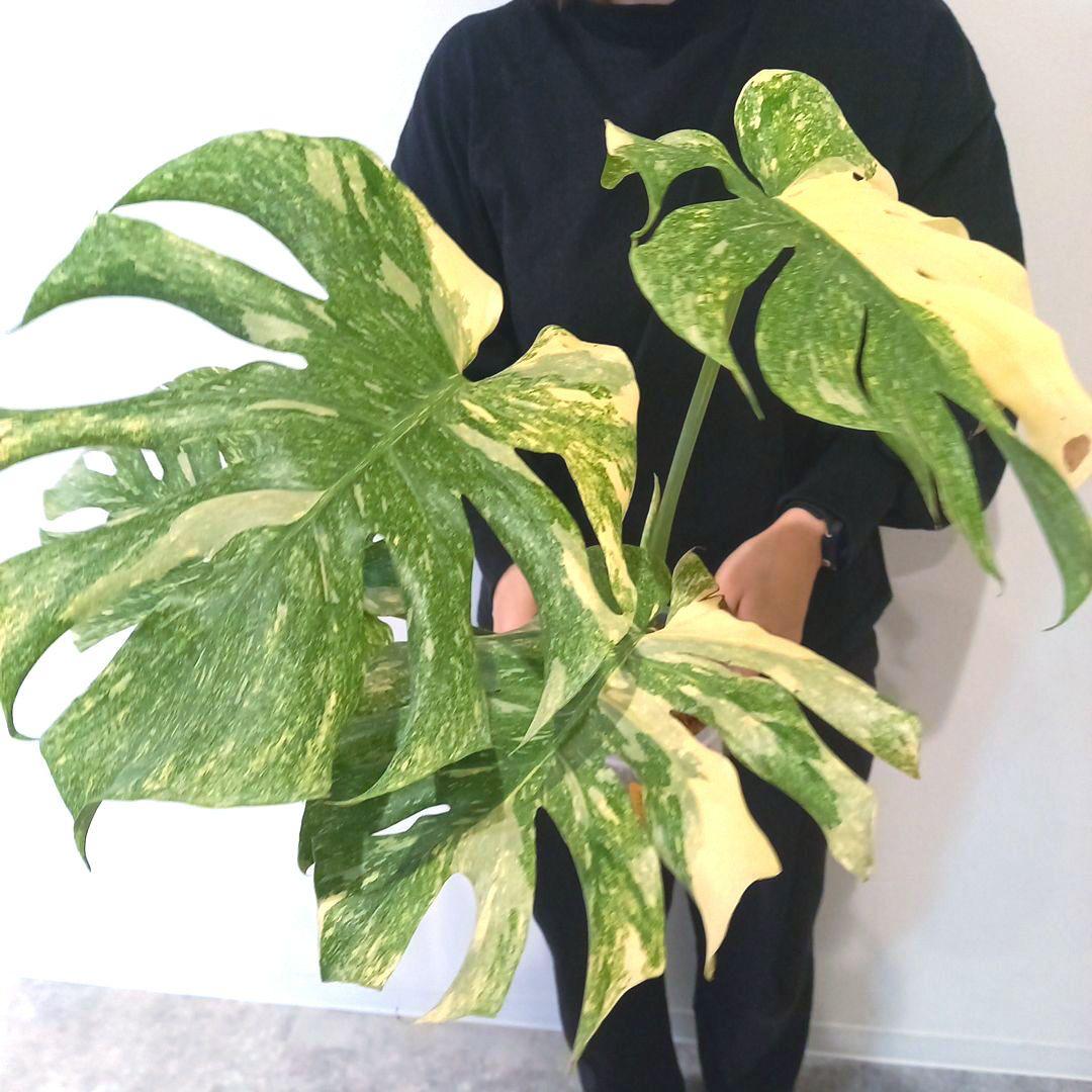 超絶希少 モンステラ デリシオーサ グリーンスノー