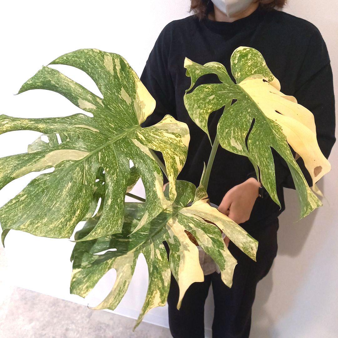 超絶希少 モンステラ デリシオーサ グリーンスノー