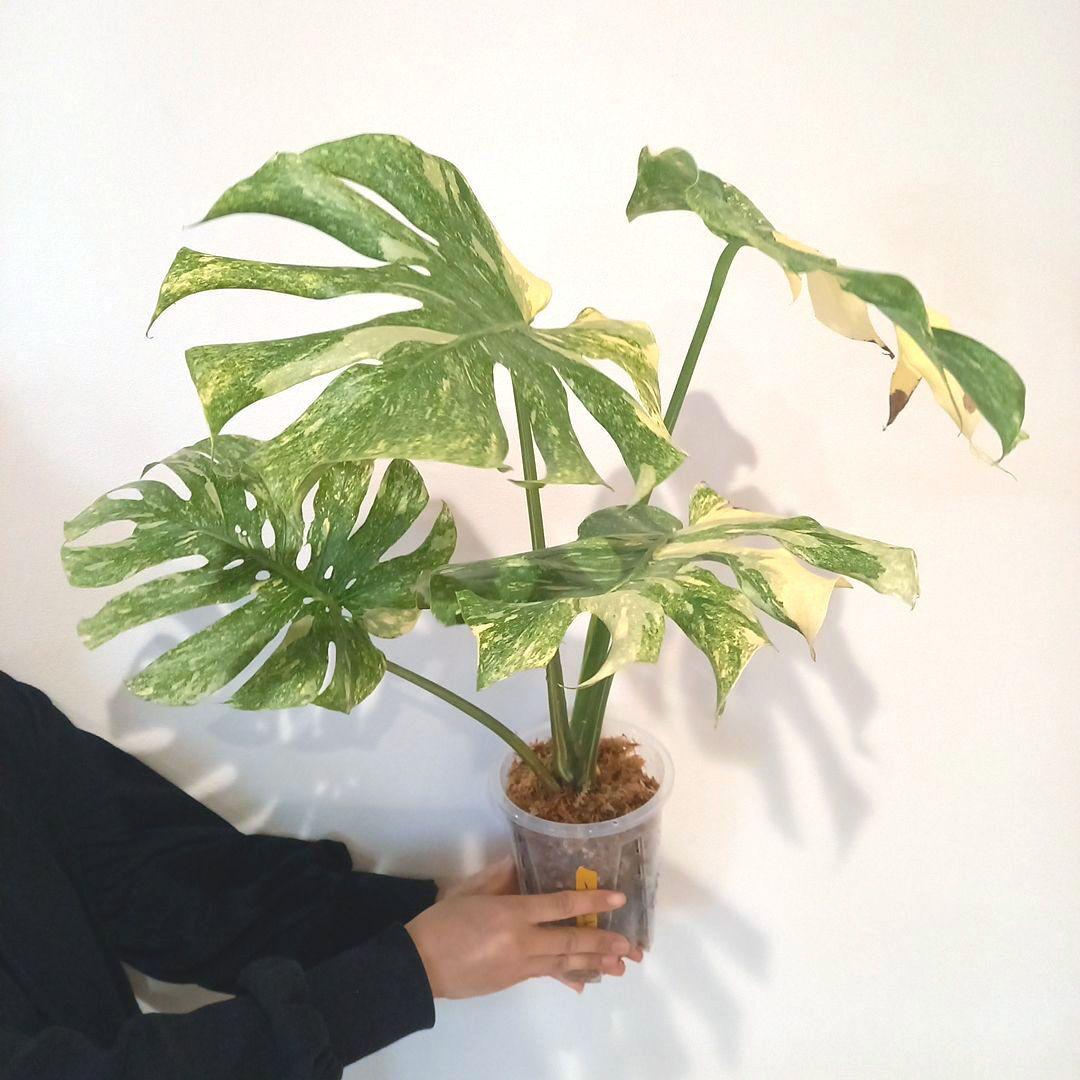 超絶希少 モンステラ デリシオーサ グリーンスノー
