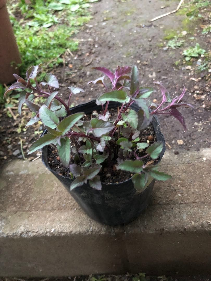 ティアレア　苗1株　シルベラード　ティアレラ