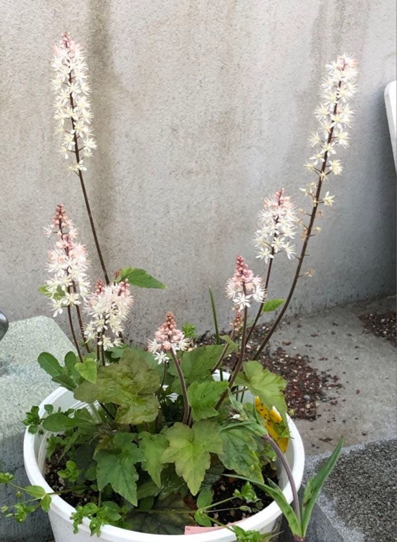 ティアレア　苗1株　シルベラード　ティアレラ