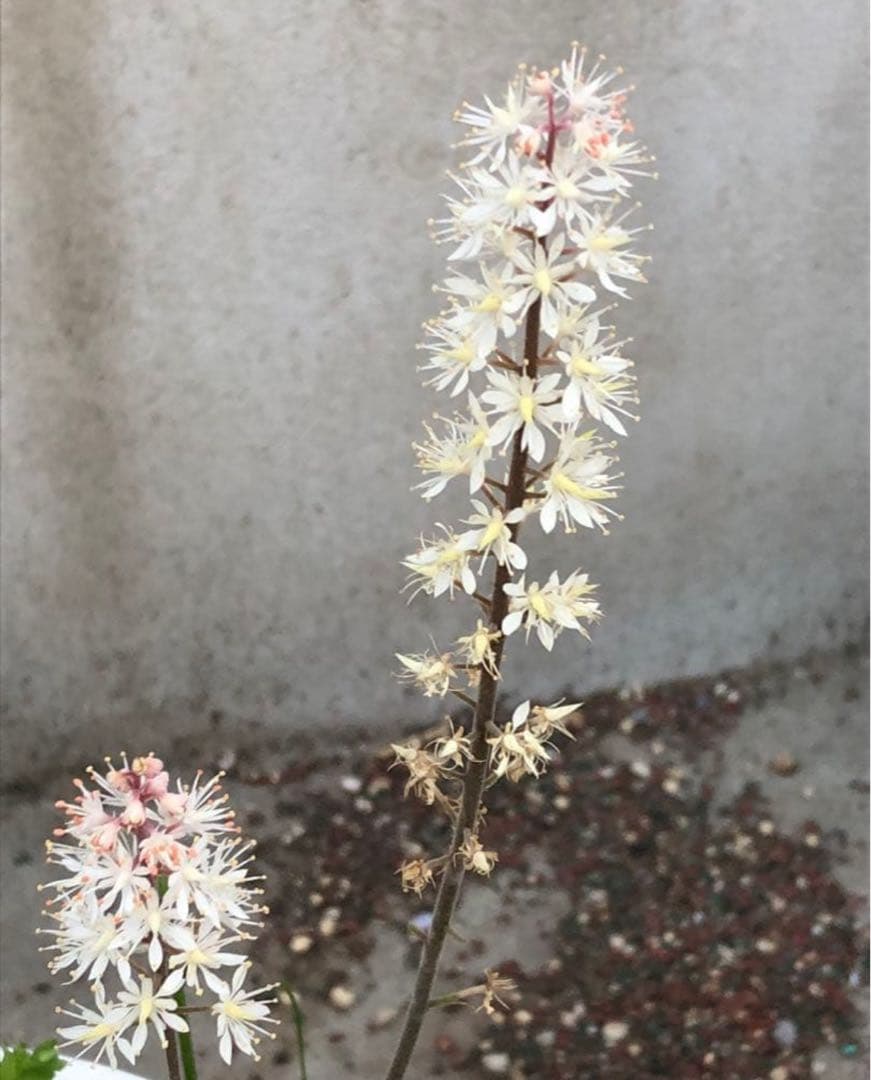 ティアレア　苗1株　シルベラード　ティアレラ