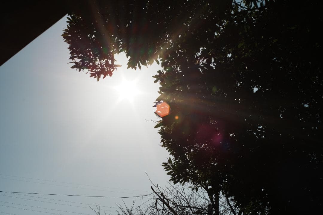 【至高の標準】動作◎ オリンパス Zuiko Auto 50mm F2 397