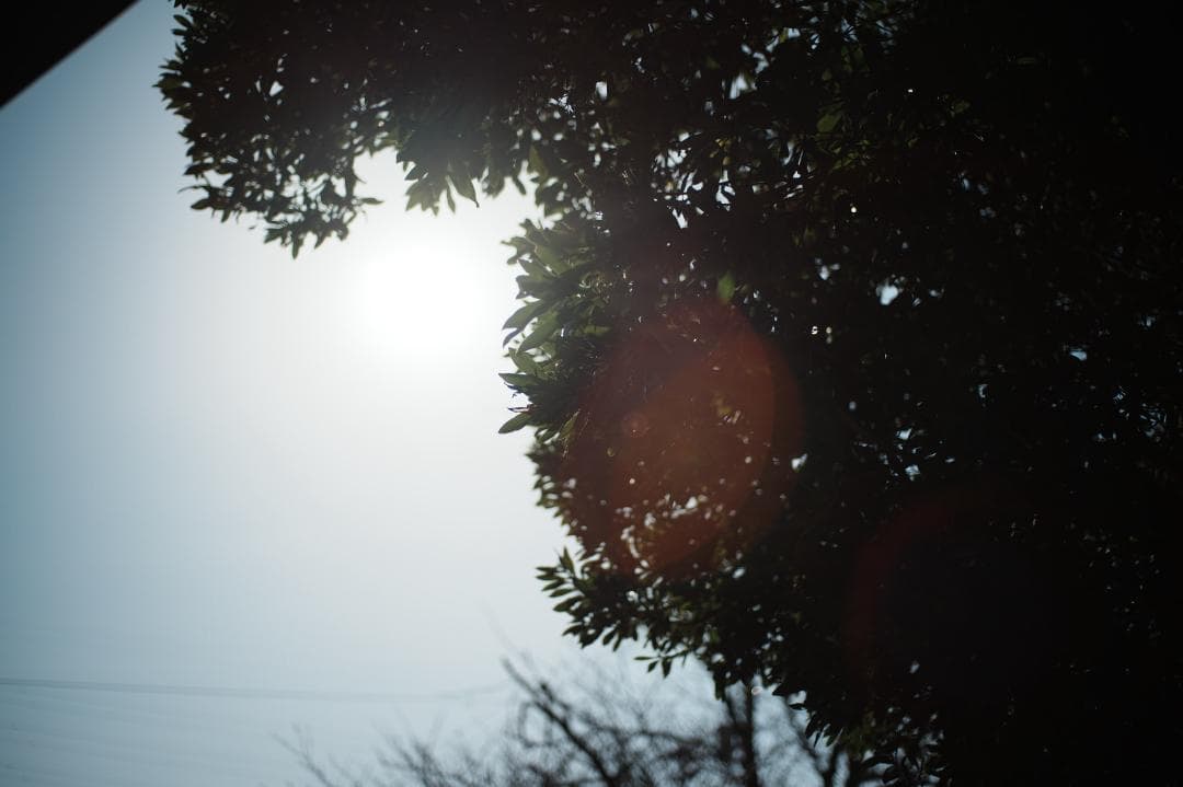 【至高の標準】動作◎ オリンパス Zuiko Auto 50mm F2 397