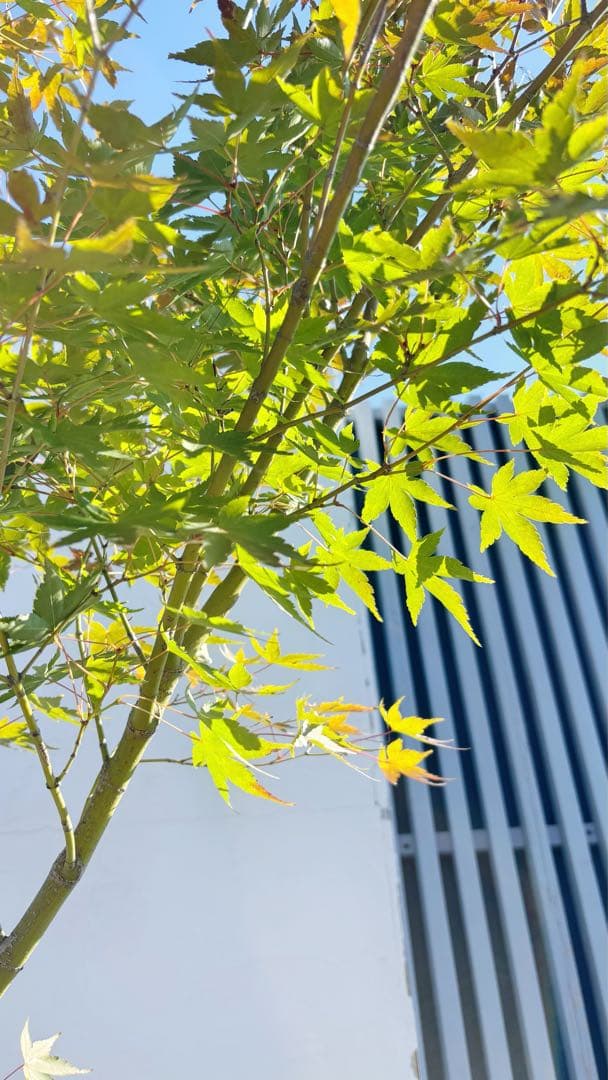 超逸品。イロハモミジ 自然樹系3.0M(鉢底から)