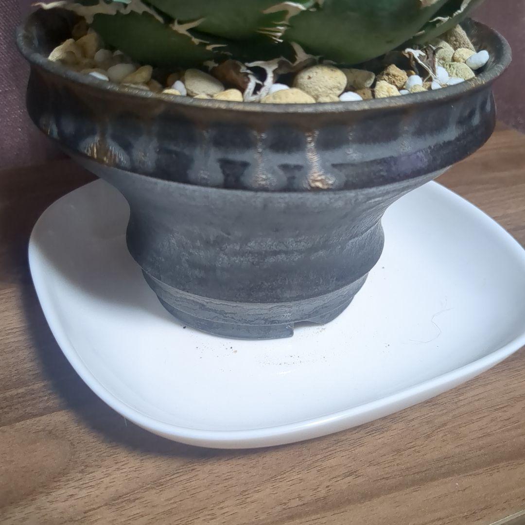 アガベ陶器鉢　植木鉢　比護作品　美品