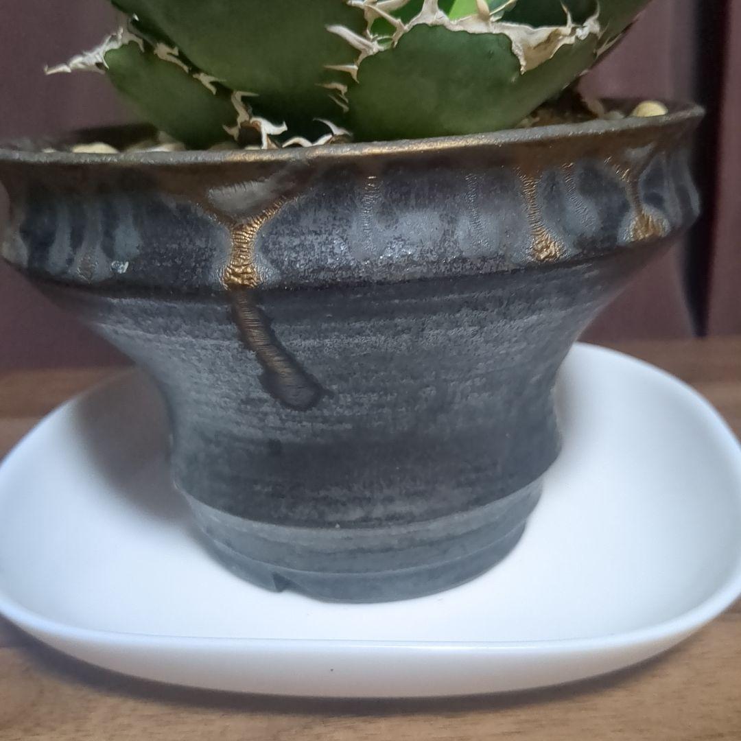 アガベ陶器鉢　植木鉢　比護作品　美品