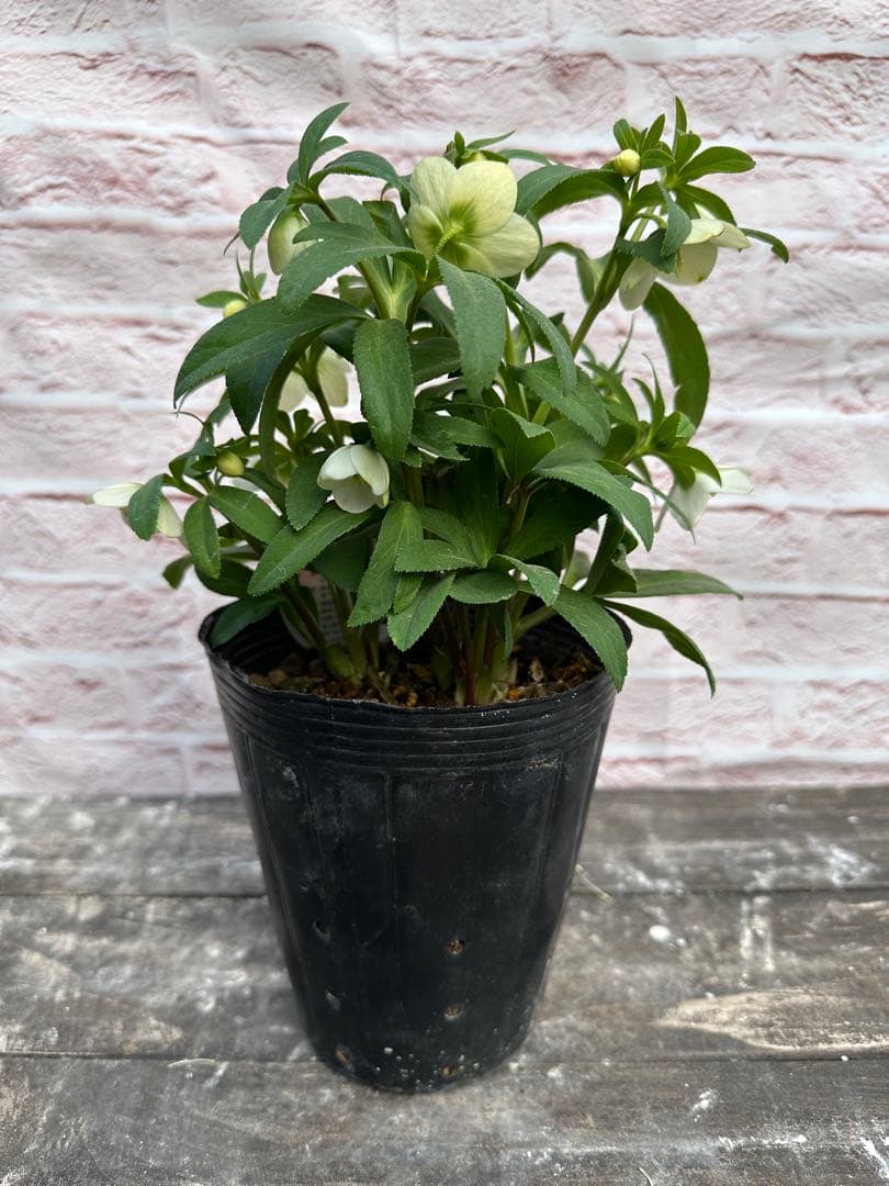 クリスマスローズ　ベビードール　横山園芸　開花株