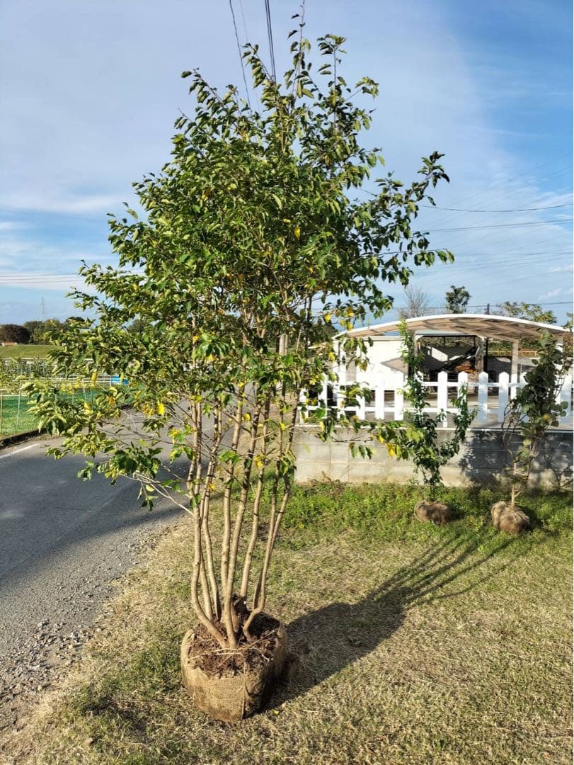 ソヨゴ メス 本株立ち 8本立ち