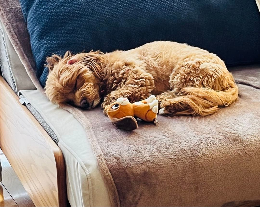 フット& ボディドライヤー 体重計付き 全身/足乾燥区分 温度&風量調節可能