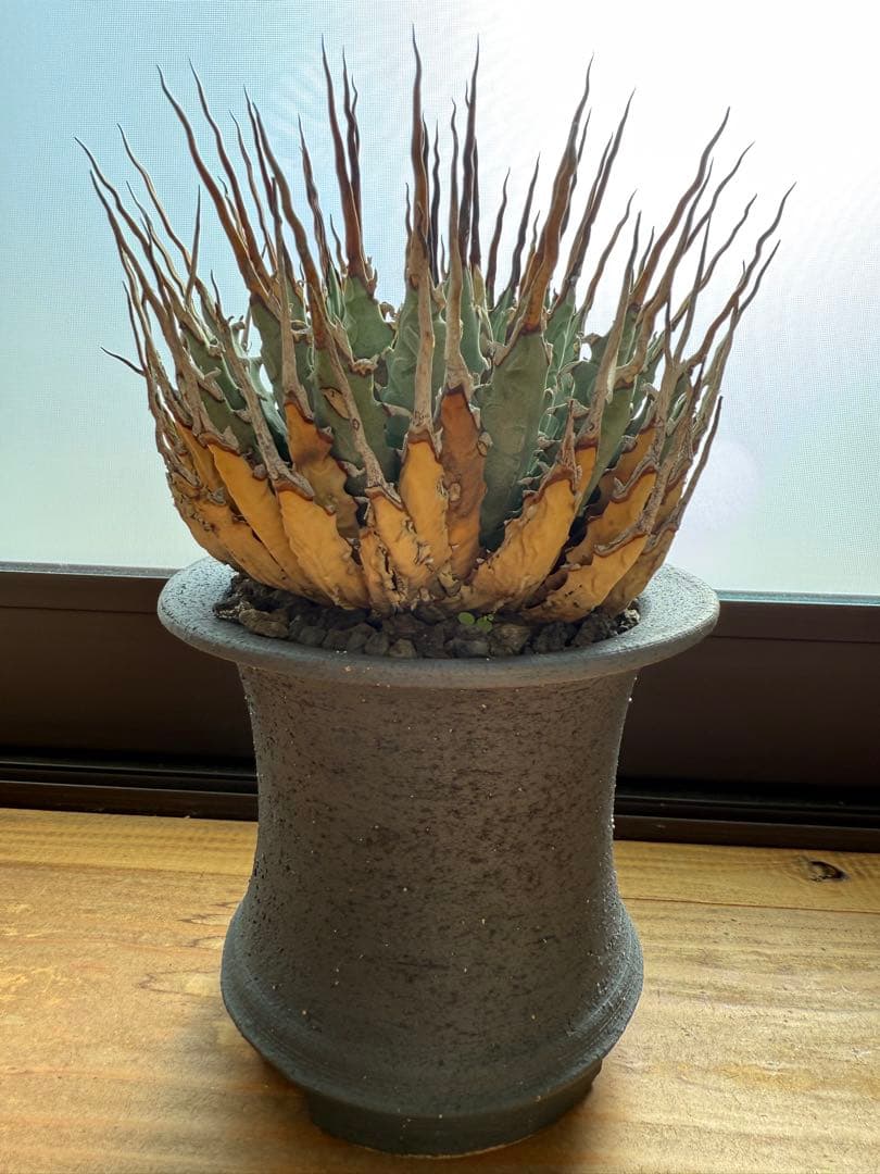 特大　 アガベ　ユタエンシス　エボリスピナ　現地球