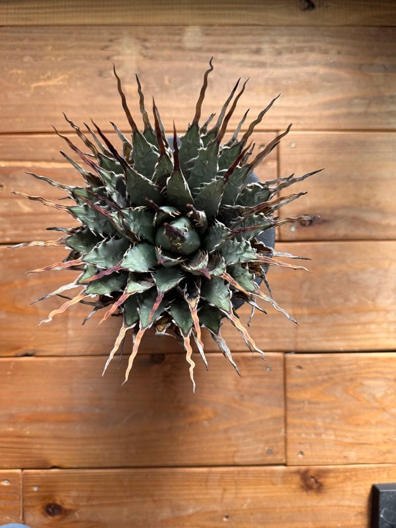 特大　 アガベ　ユタエンシス　エボリスピナ　現地球