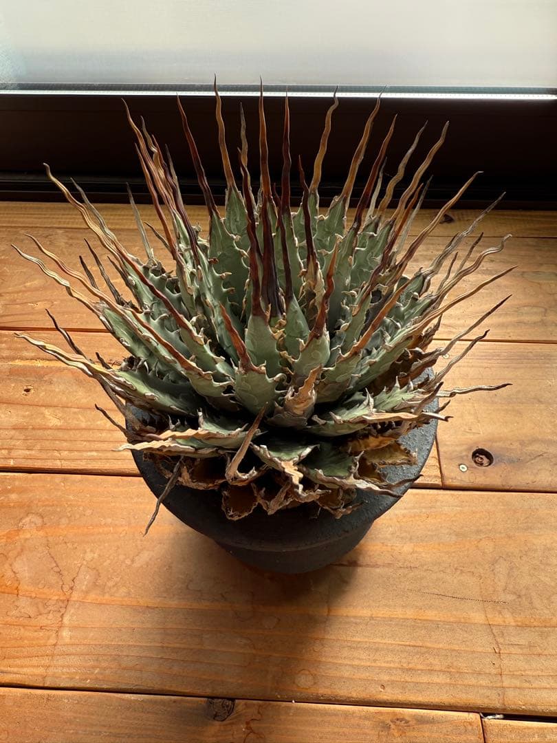 特大　 アガベ　ユタエンシス　エボリスピナ　現地球