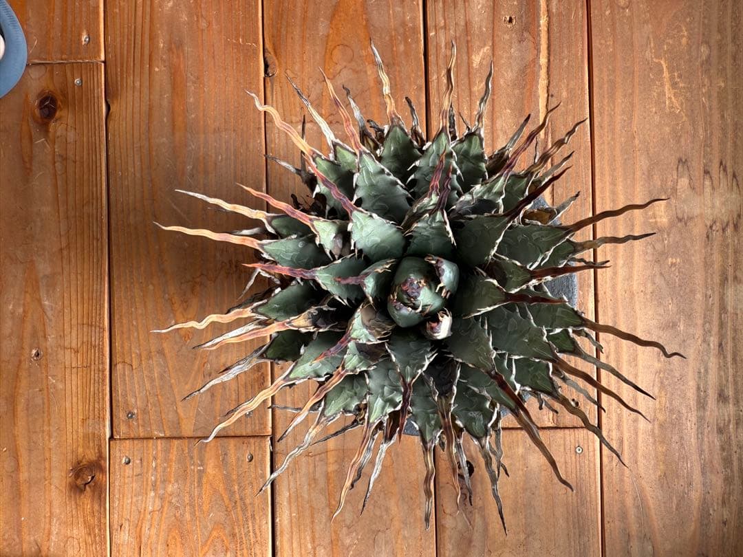 特大　 アガベ　ユタエンシス　エボリスピナ　現地球