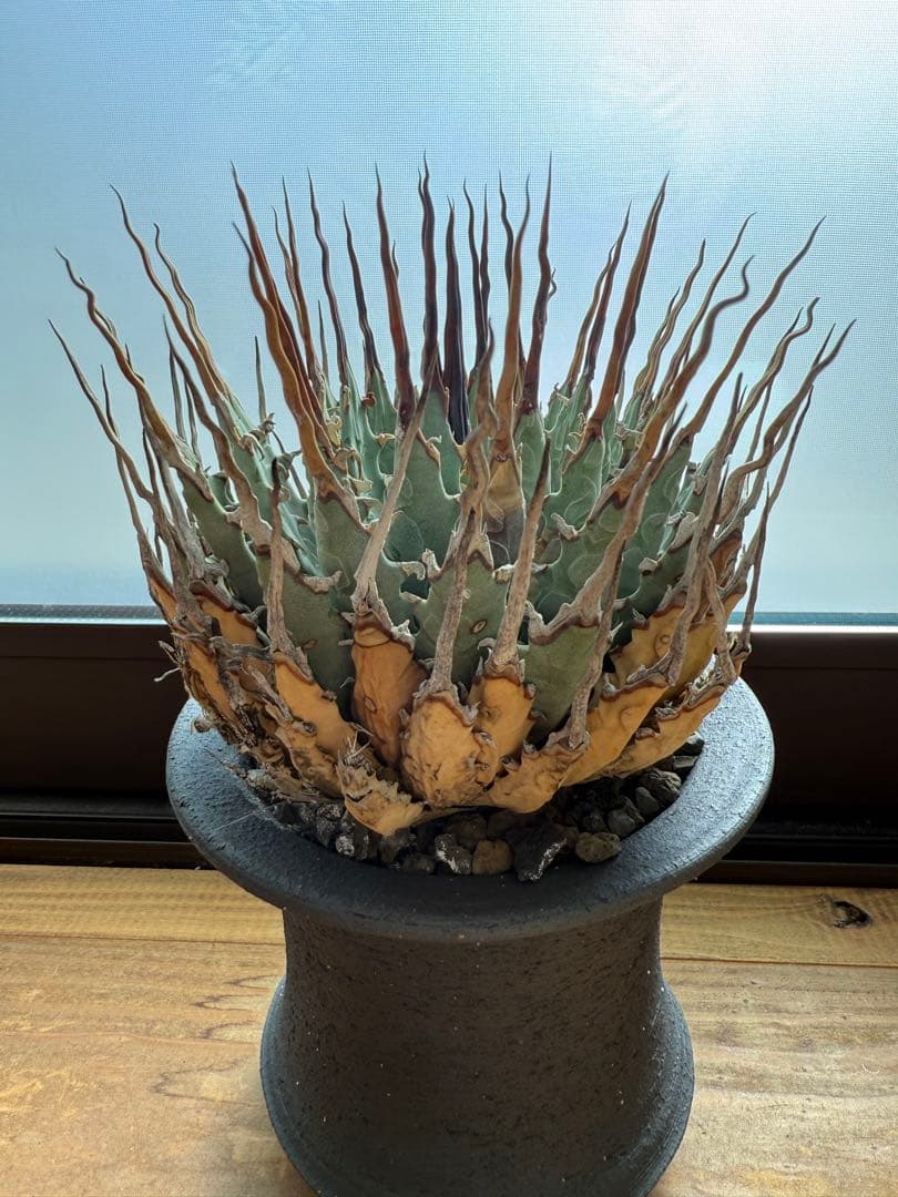 特大　 アガベ　ユタエンシス　エボリスピナ　現地球