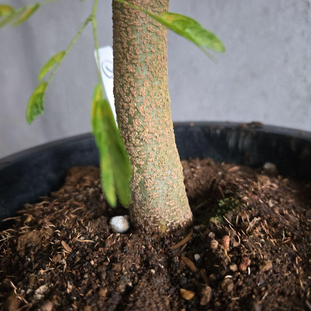 ①　エバーフレッシュ　8号　極太　最高等級極上品‼️