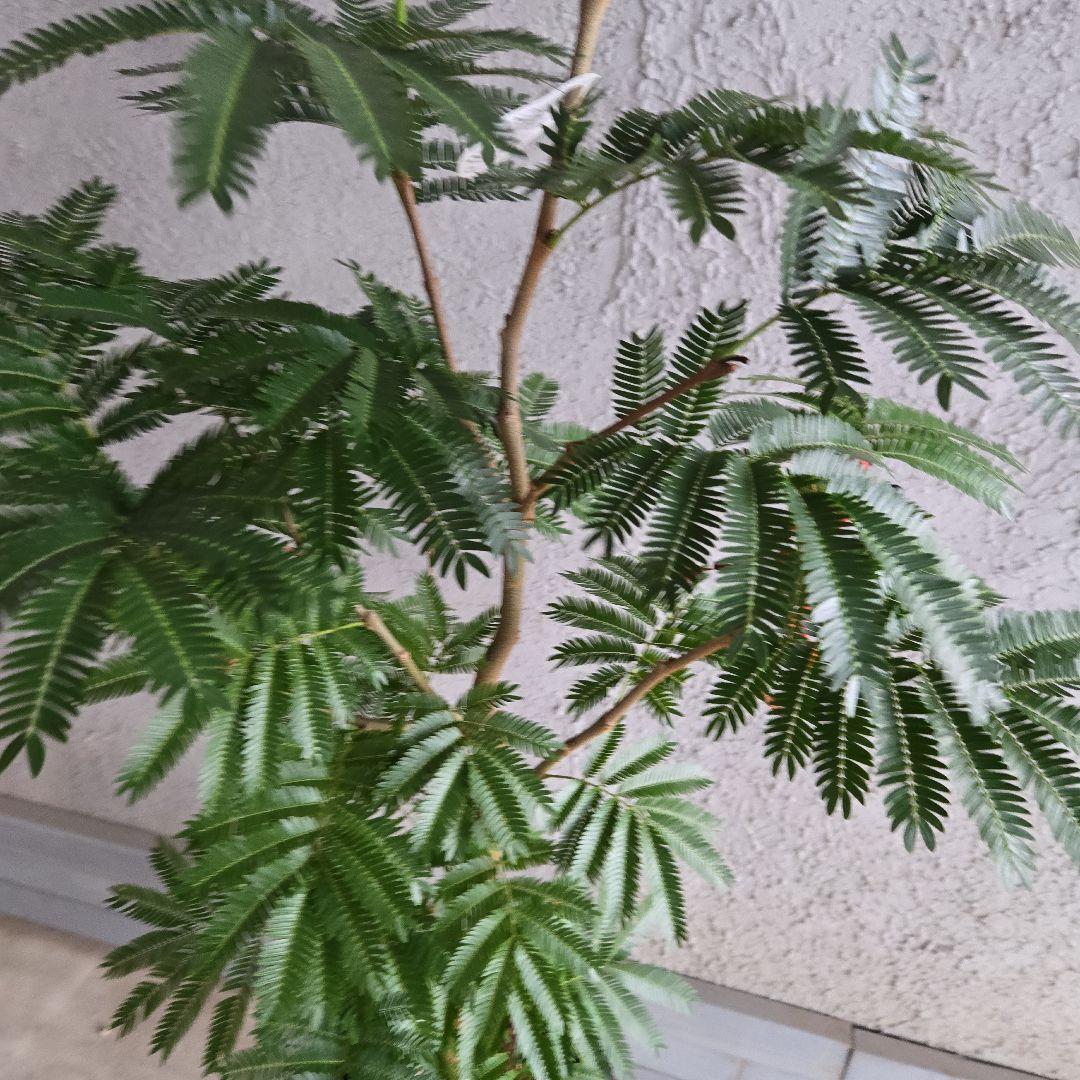 ①　エバーフレッシュ　8号　極太　最高等級極上品‼️