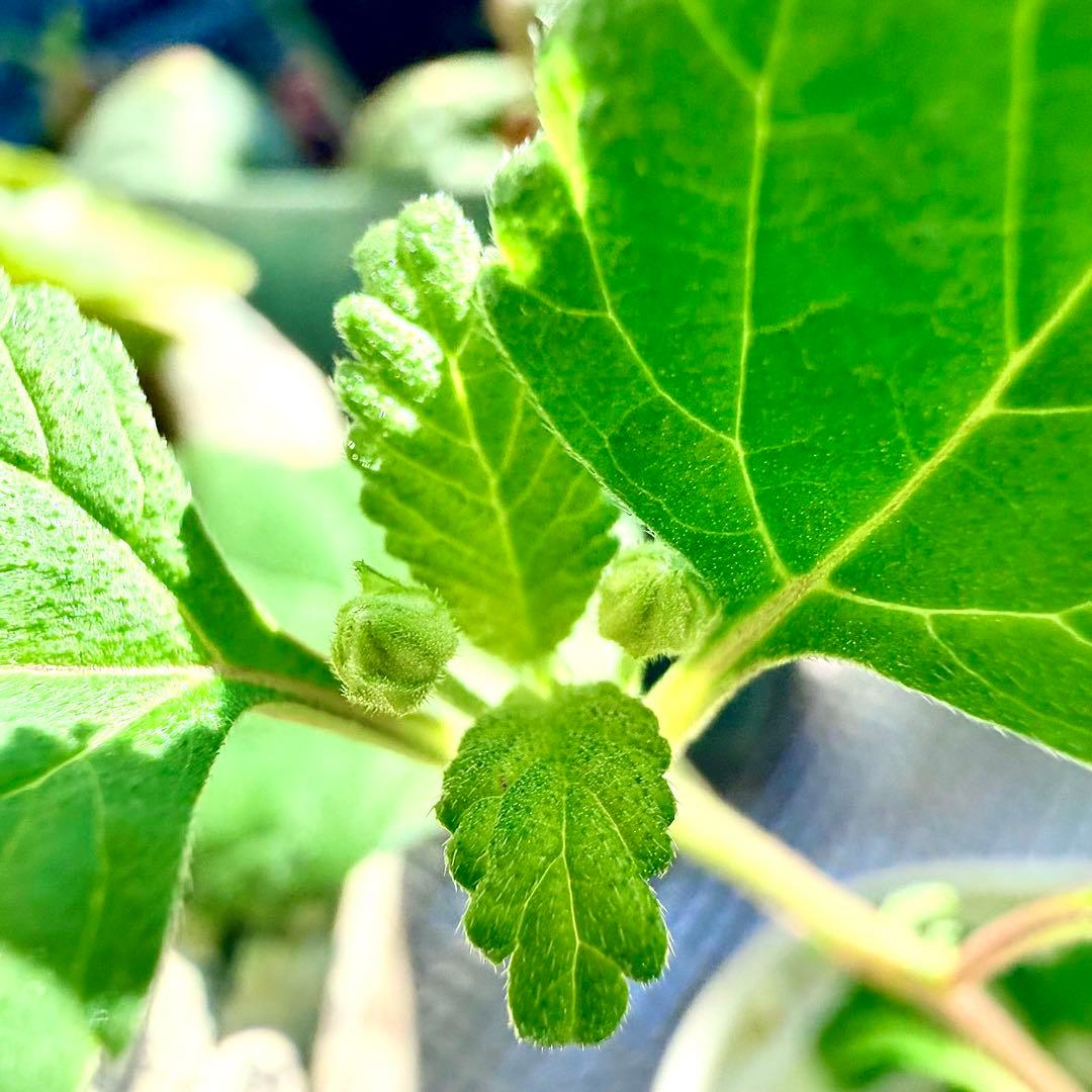 レアな　メキシカンスウィートハーブ　リッピア　苗　ステビア4倍甘味料　三苗入り