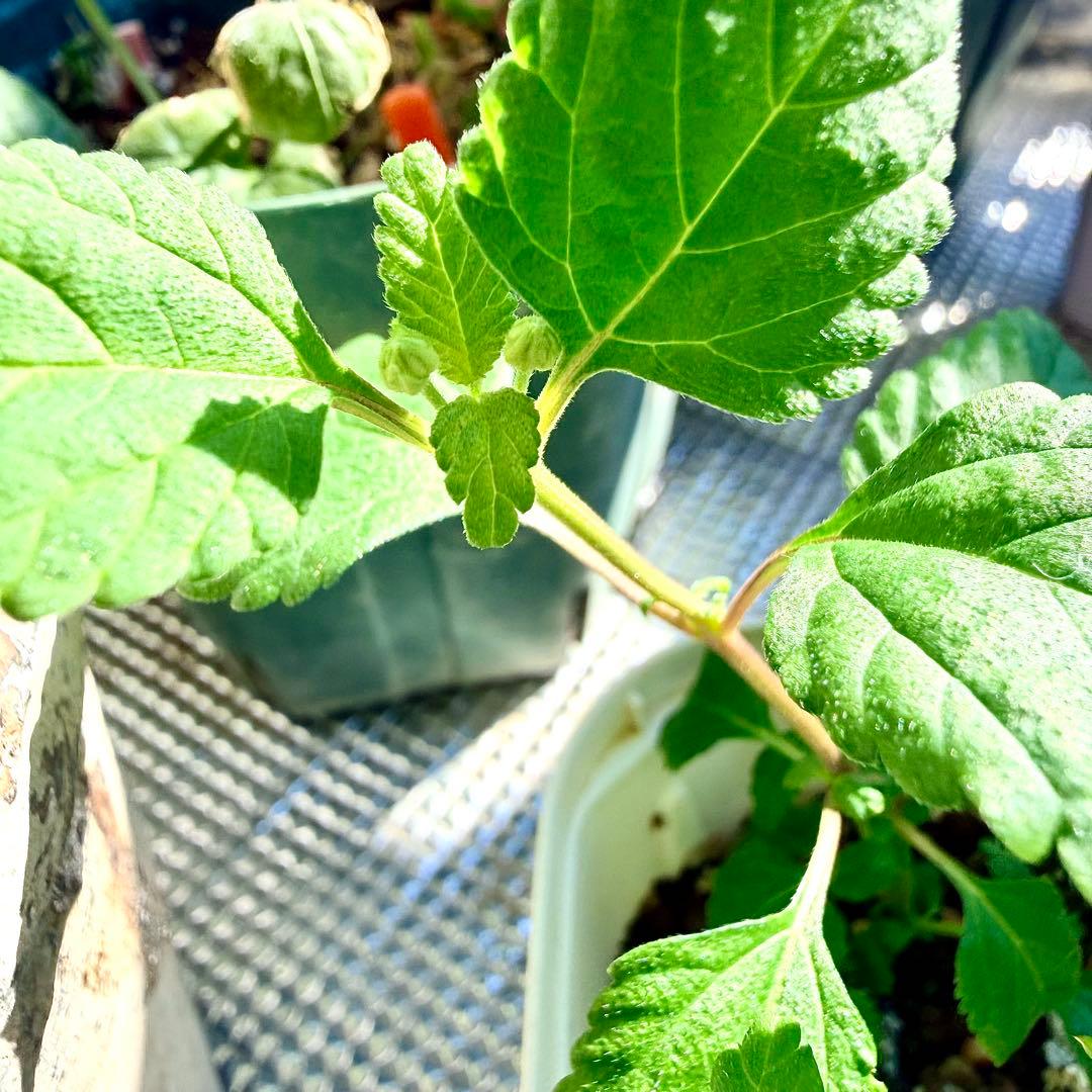 レアな　メキシカンスウィートハーブ　リッピア　苗　ステビア4倍甘味料　三苗入り