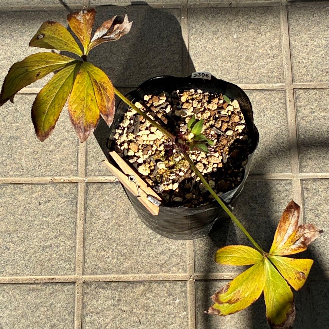 ラ*ク様 ☘️❤️沢山❤️蕾付き☘️3396⭐️優しい透明感ピンク⭐️ダークアイ