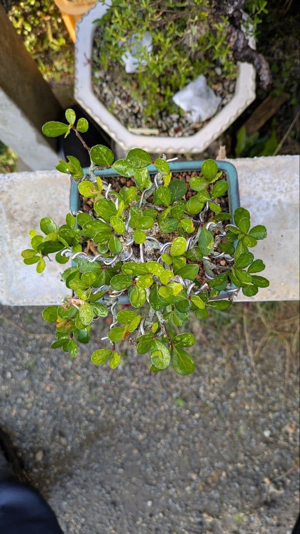 ハリツルマサキ　針蔓正木　小品盆栽