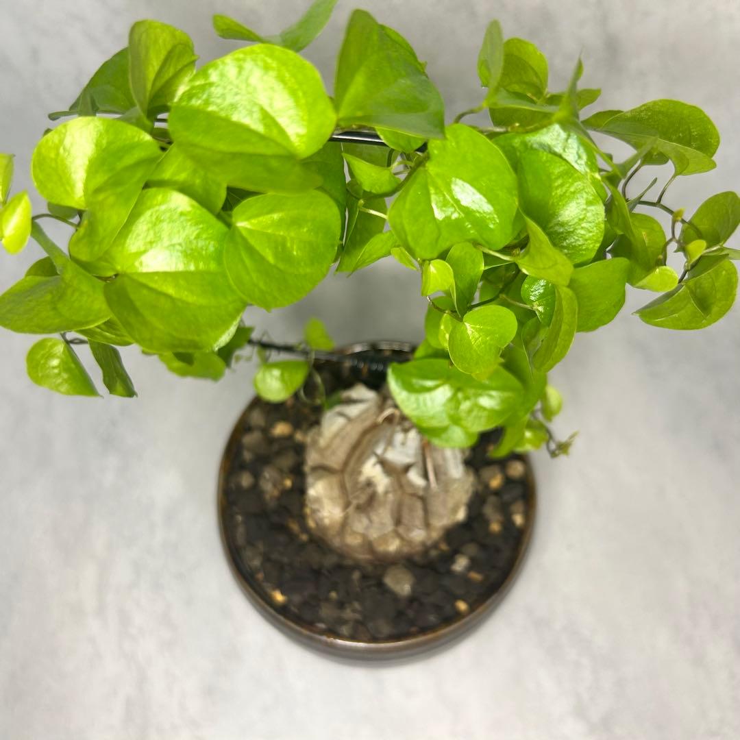 亀甲竜 (鉢入り) 5cm越え バキボコ割れ ディオスコレア　塊根植物