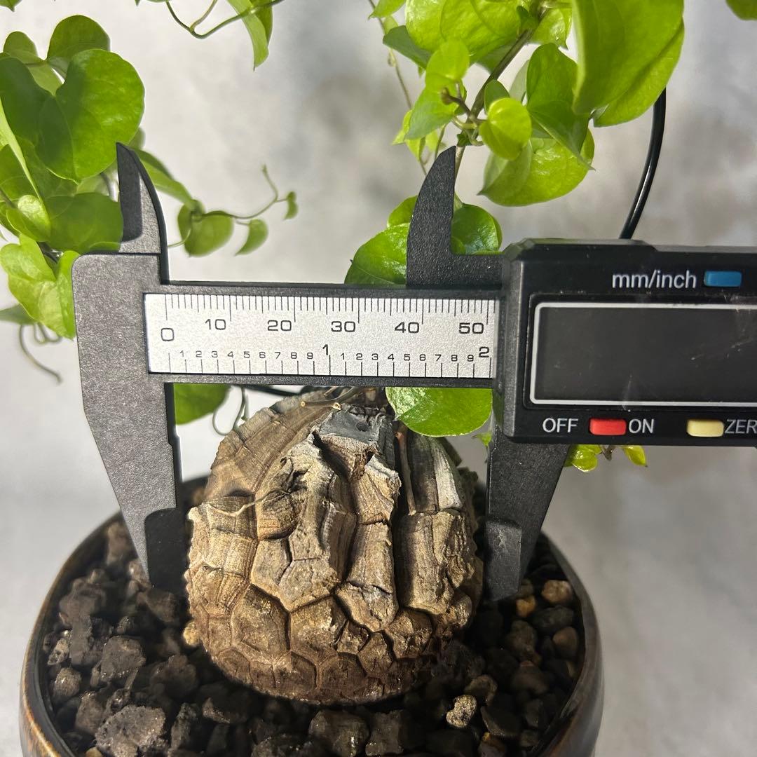 亀甲竜 (鉢入り) 5cm越え バキボコ割れ ディオスコレア　塊根植物