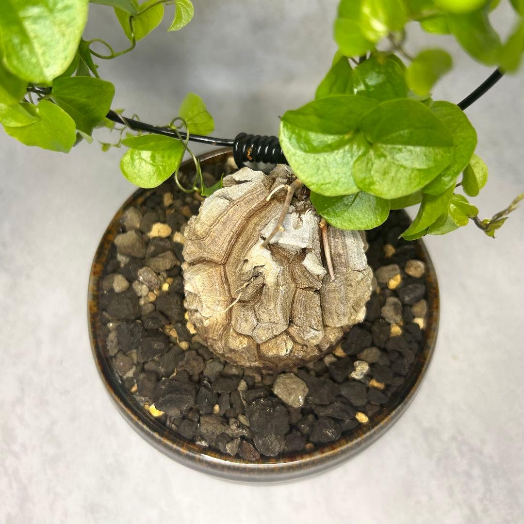 亀甲竜 (鉢入り) 5cm越え バキボコ割れ ディオスコレア　塊根植物