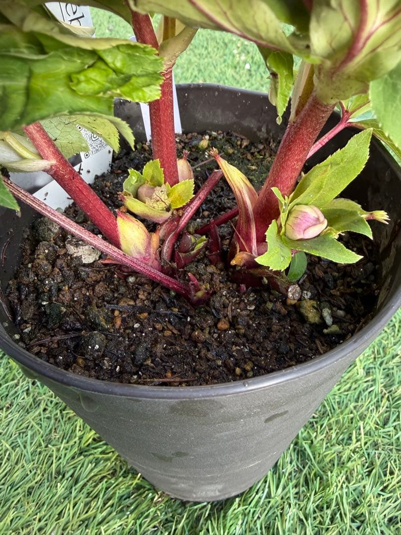 【一点物】広瀬園芸　クリスマスローズ　ソレイユ