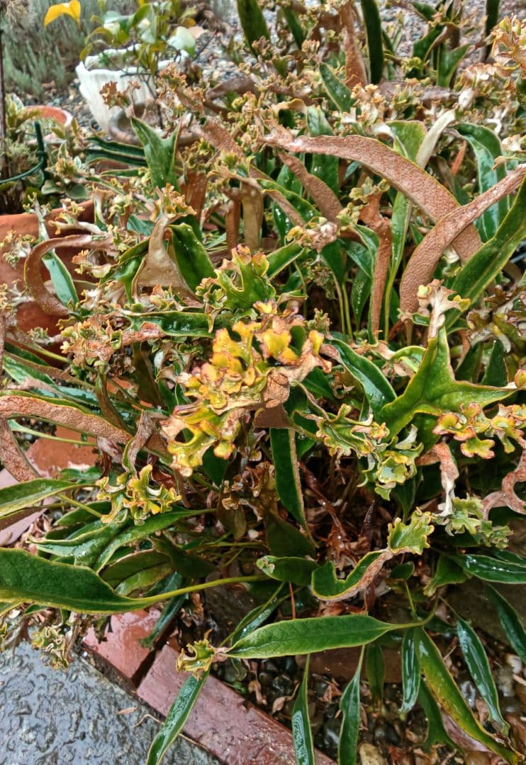 古典植物　シダ　ヒトツバ　獅子葉