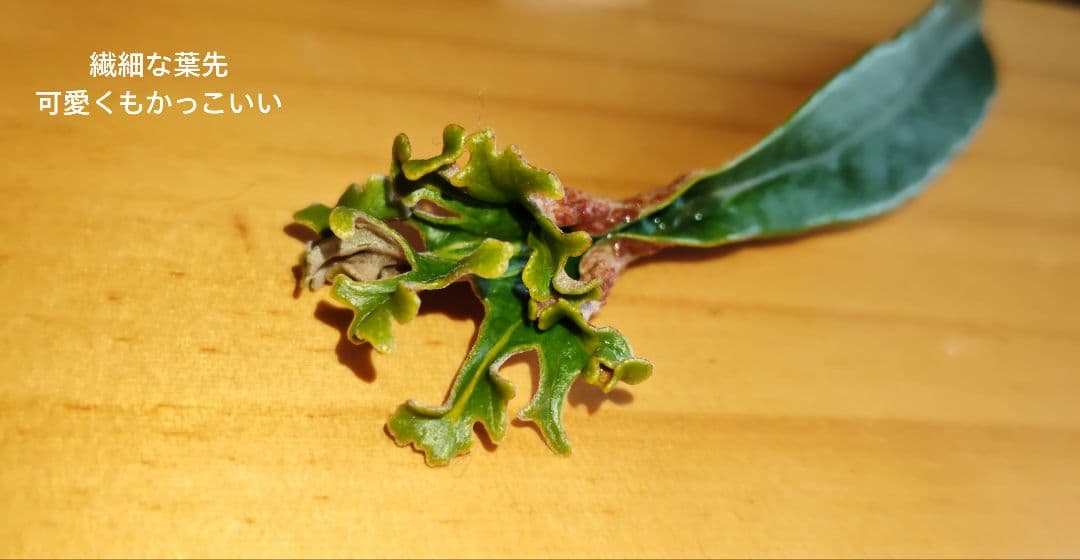 古典植物　シダ　ヒトツバ　獅子葉