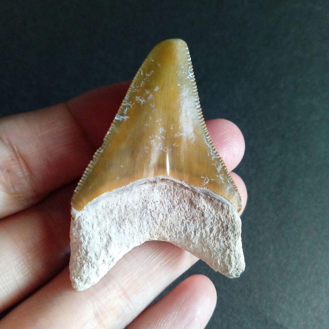 サメの歯　メガロドン　イエロー　完全体　希少