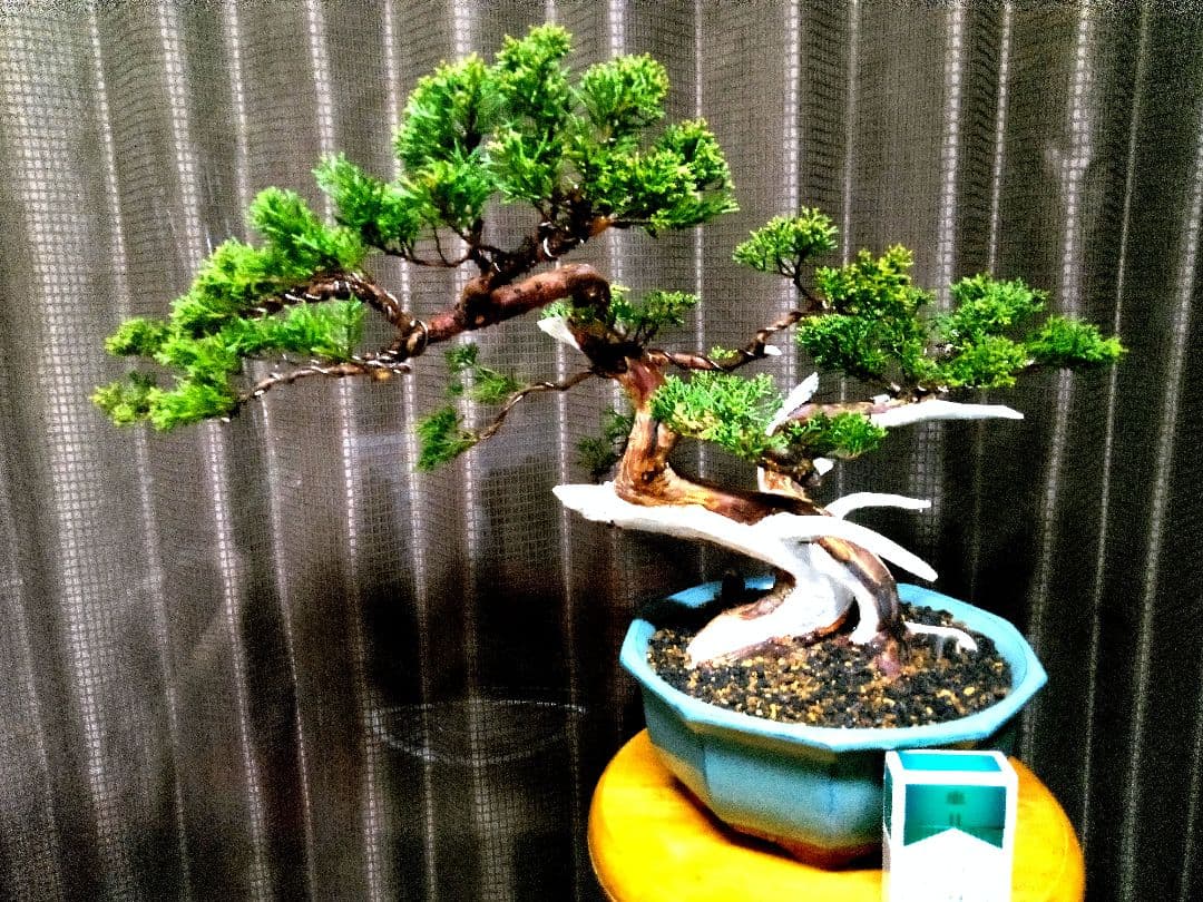 【中品　真柏盆栽】　　　　　⭕鈴様、専用❗