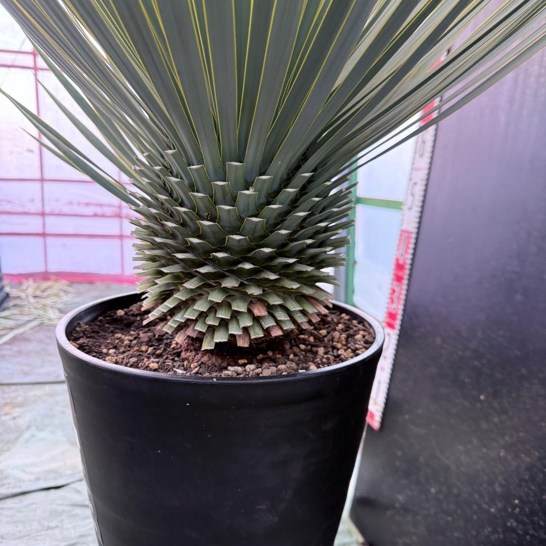 タ*グ様 【AL1100】ユッカ　ロストラータ　希少ダブルヘッド