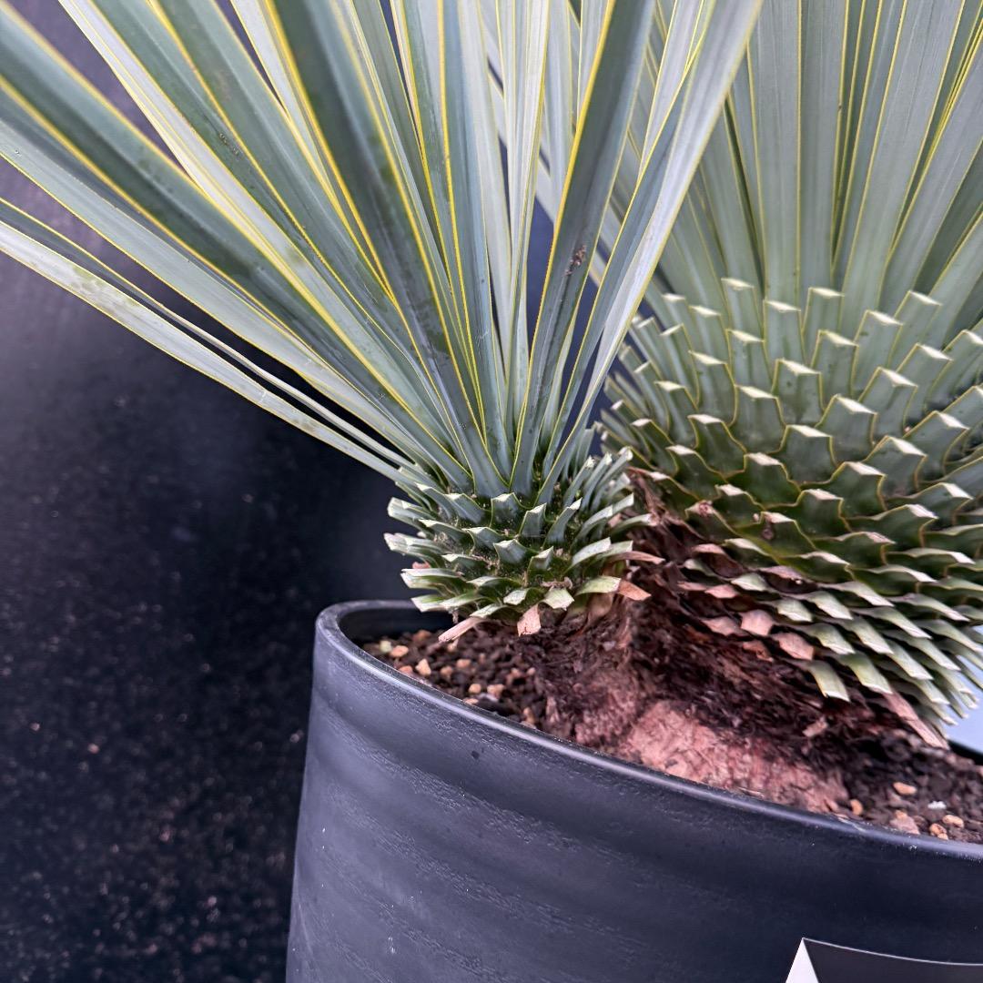 タ*グ様 【AL1100】ユッカ　ロストラータ　希少ダブルヘッド