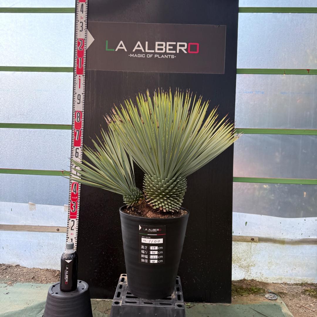 タ*グ様 【AL1100】ユッカ　ロストラータ　希少ダブルヘッド