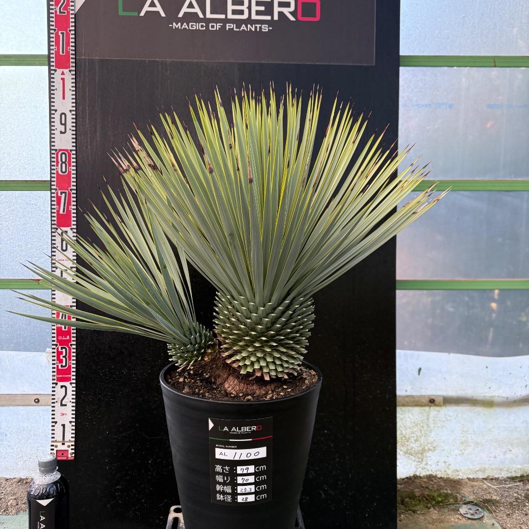 タ*グ様 【AL1100】ユッカ　ロストラータ　希少ダブルヘッド